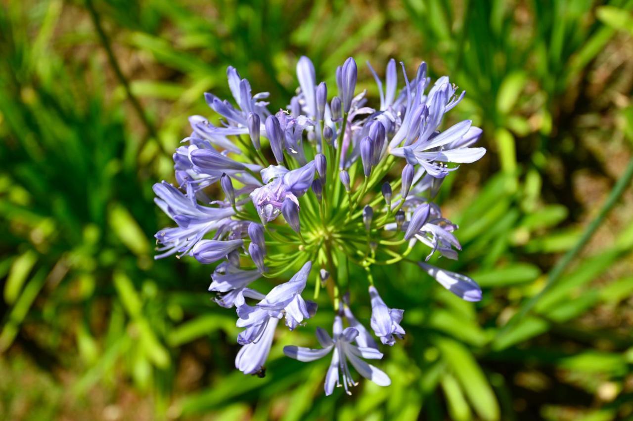 Badenwein Chalé